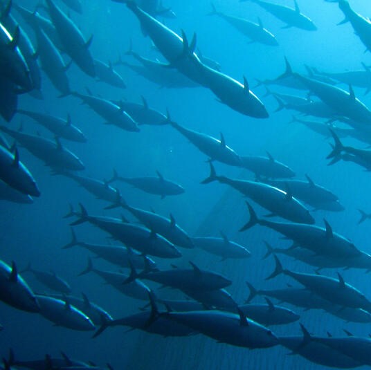 A Year of Firsts – Tuna Tagging & Our Research