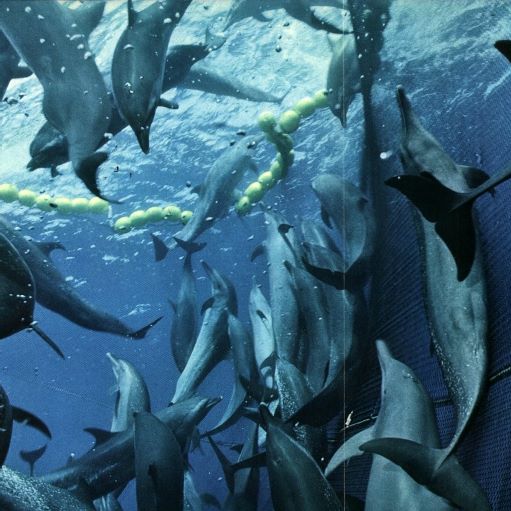 The Beginning of Dolphin-Free Tuna
