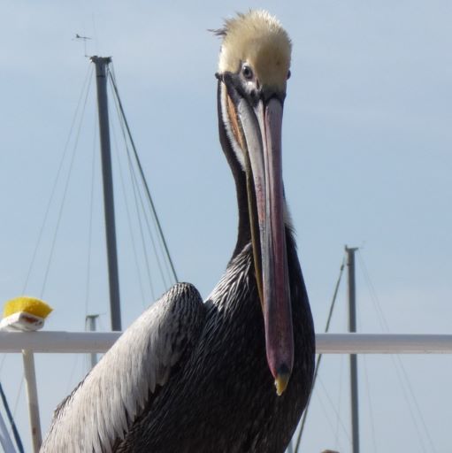 DDT – Bad for Humans & Birds