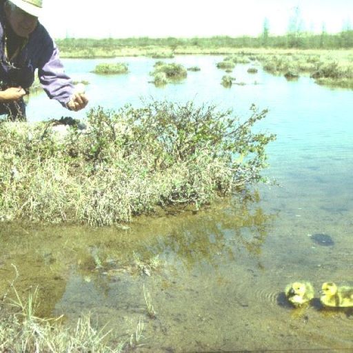 Is Mono Lake for The Birds?