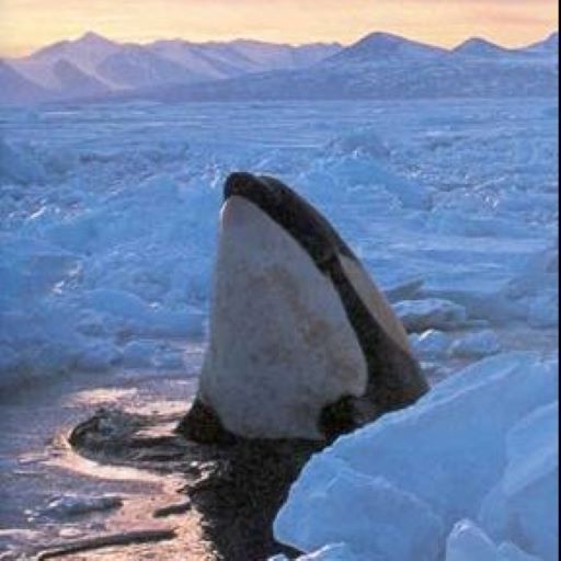 Do Killer Whales Have Accents?