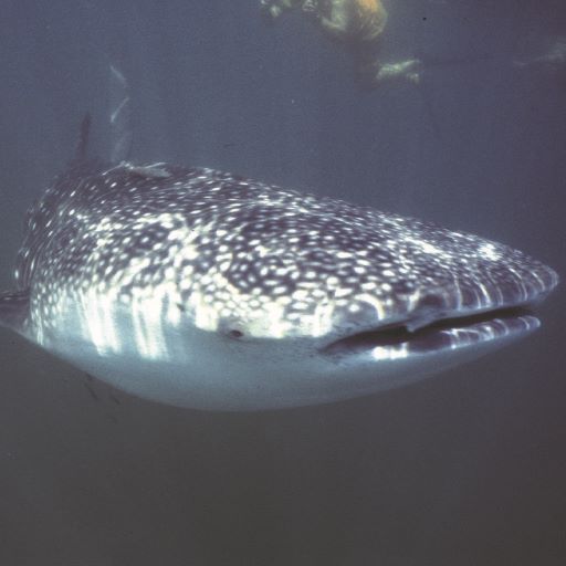 Whale Sharks on the Move