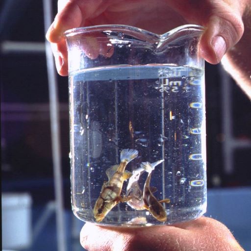 From 1 to 2.7 Million Seabass