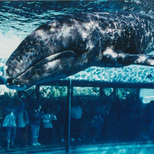 Meet JJ, the Gray Whale