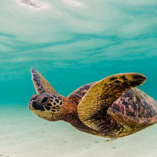 Taking the Lead on Sea Turtle Recovery