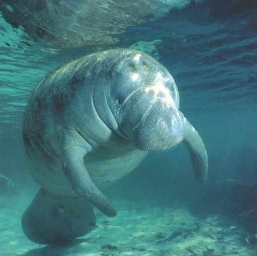 Seagrass – a Favorite for Sea Cows