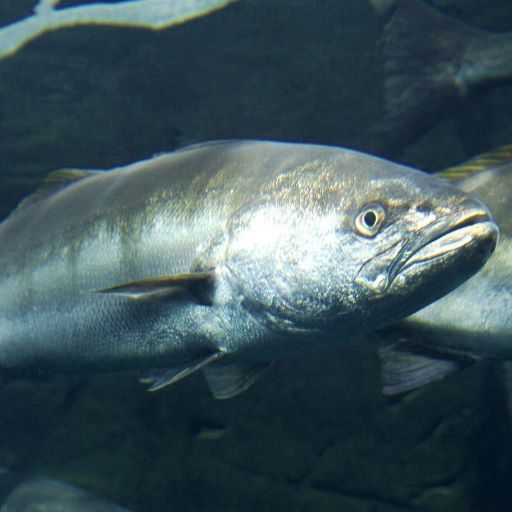 A Seal’s Dinner Bell