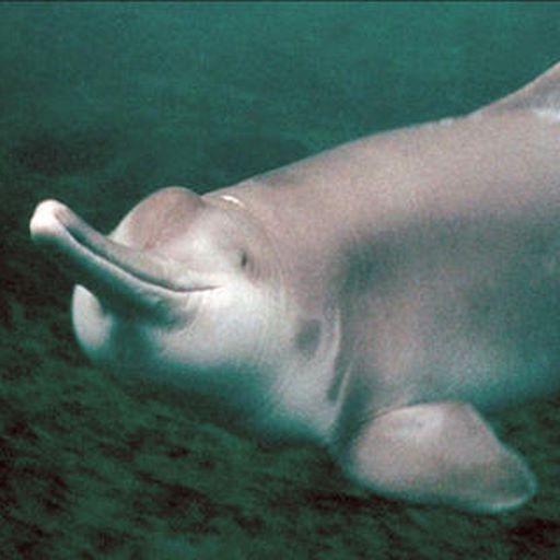 Goodbye to the Baiji