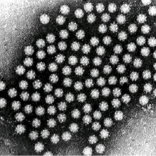 Can humans and sea lions share germs?