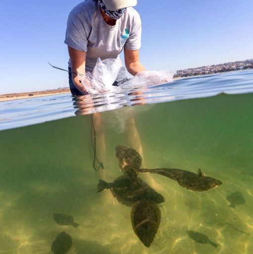 Spawn of A New Species