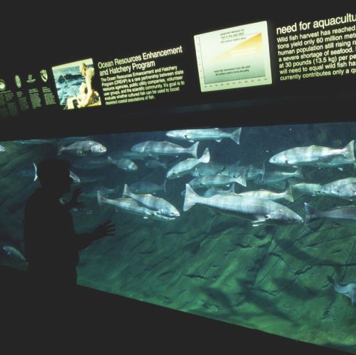 Success for Seabass Replenishment